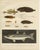 Spotted Dragonet, Montagu’s Sucker, Liparis, and Thicklip Grey Mullet - Stunning Scandinavian Fish Lithograph This...