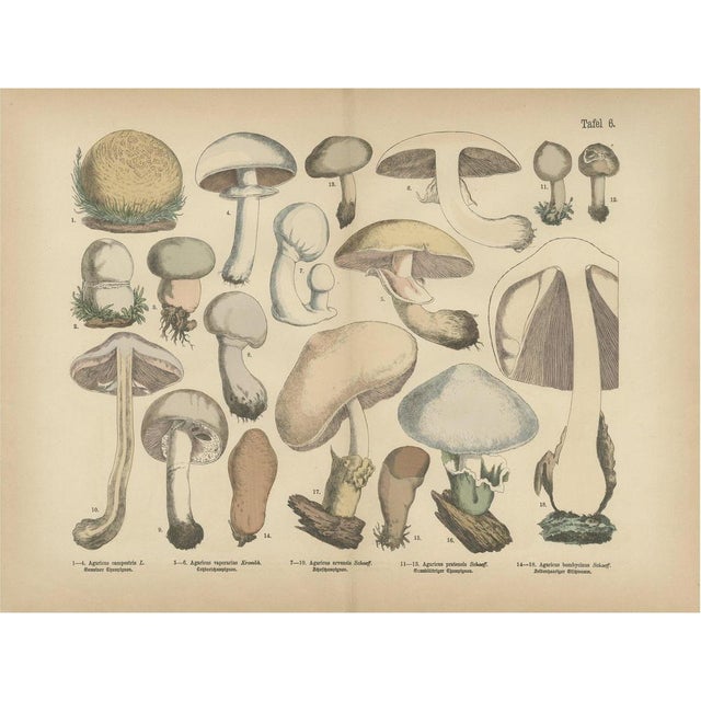 Fünfstück, Agaricus Mushrooms, 1885, Paper For Sale - Image 10 of 10