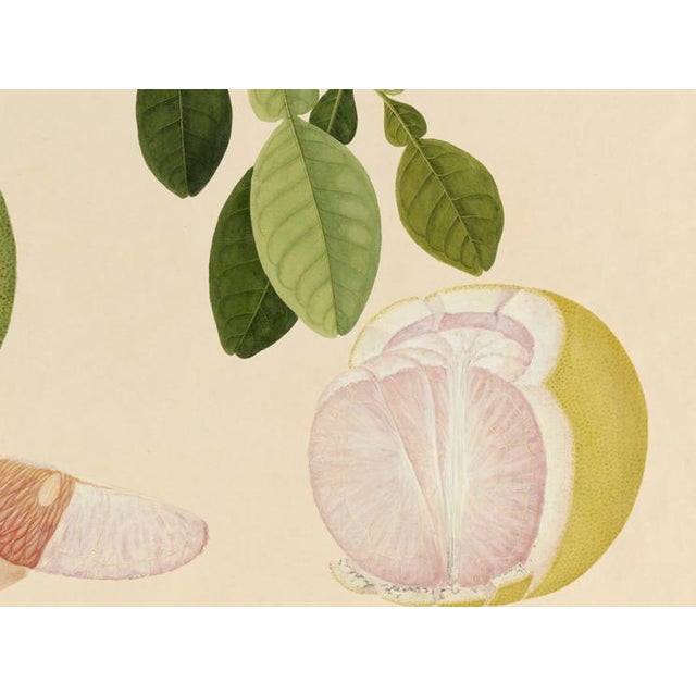 Golden Tropic Botanicals #20/22. beautifully reproduced as giclée prints using archival inks on imported English cotton...