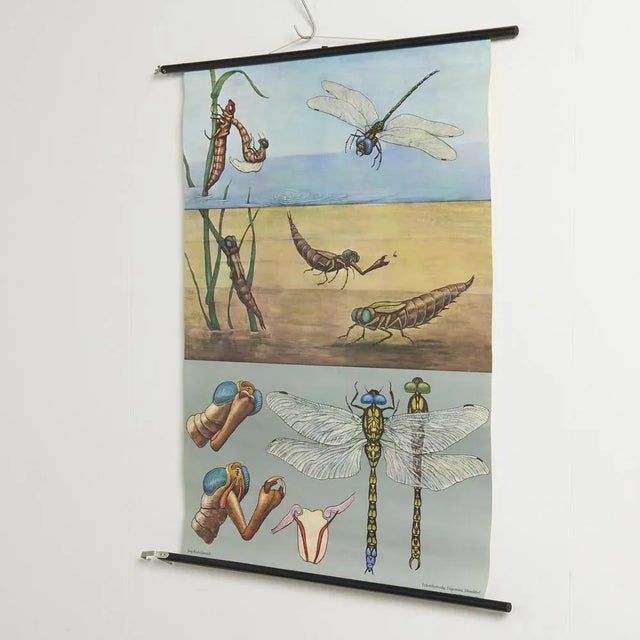Educational Dragonfly Wall Chart by Jung, Koch, & Quentell for Hagemann, 1960s, in Very Good conditions. Designed 1960 to...