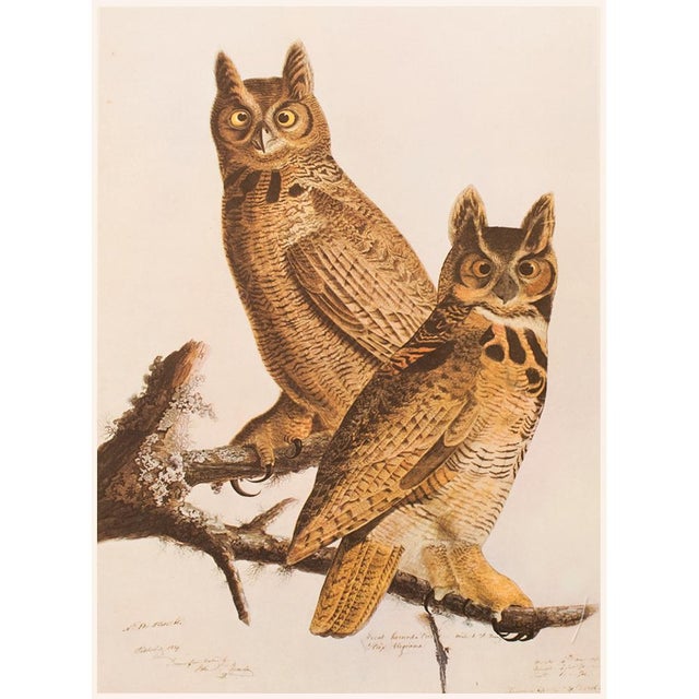 1966 Vintage Farmhouse Cottage Print "Great Horned Owl" After John James Audubon For Sale In Dallas - Image 6 of 8
