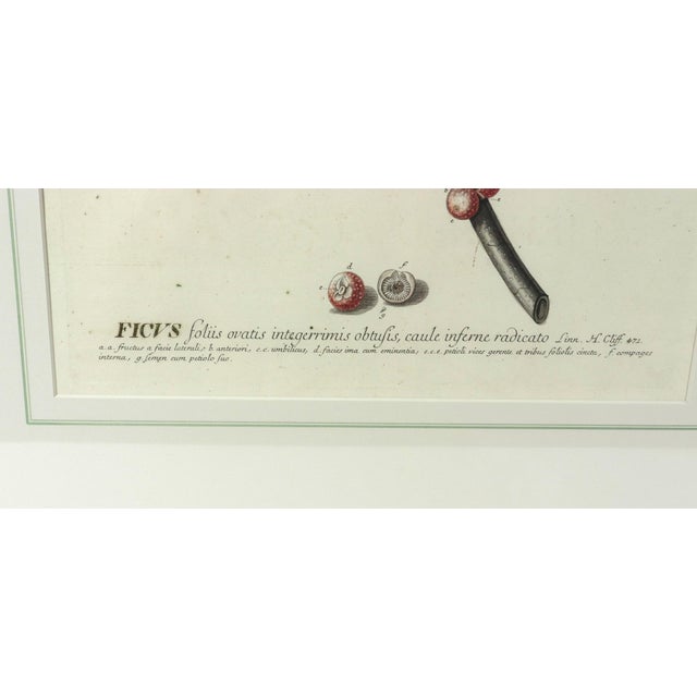 18th-Century Exotic Botanical Prints From Plantae Selectae by Georg Ehret For Sale - Image 17 of 18