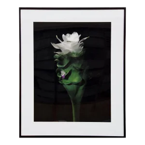 WIld Ginger, Jonathan Singer, Photography