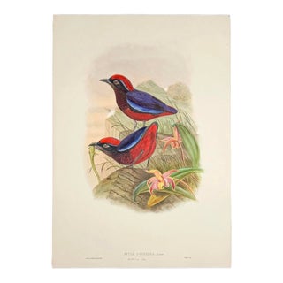 1879 Folio Bird & Orchid Hand-Colored Lithograph, by John Gould | Pitta Coccinea | Customizable Mat Choice Included For Sale