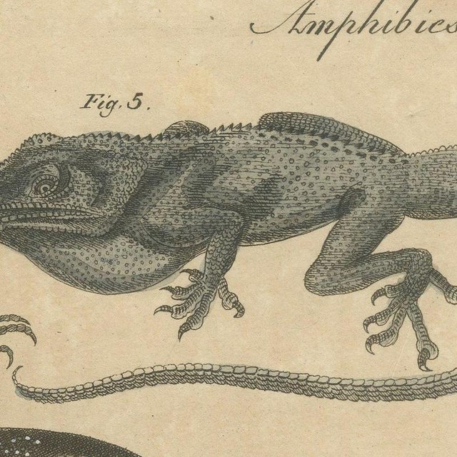 Beige Bertuch, Five Exotic Lizards, 1820, Print For Sale - Image 8 of 12