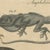 Beige Bertuch, Five Exotic Lizards, 1820, Print For Sale - Image 8 of 12
