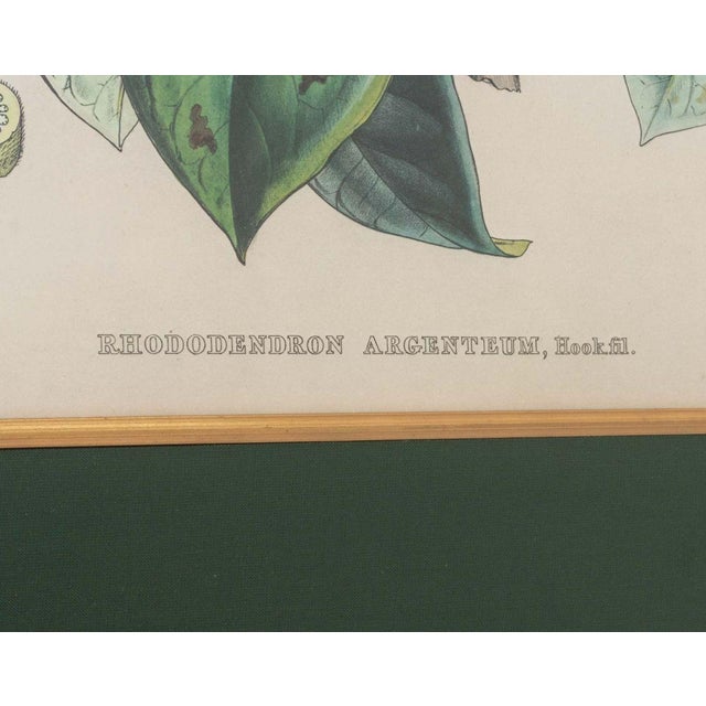 Walter Hood Fitch Botanical Offset Lithographs, 2 For Sale In New York - Image 6 of 16