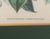 Walter Hood Fitch Botanical Offset Lithographs, 2 For Sale In New York - Image 6 of 16