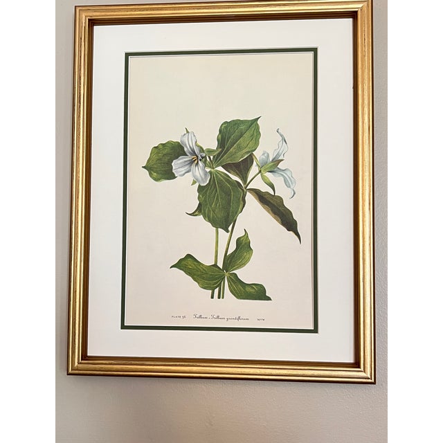 Original Vintage Botanical Prints Framed -Set of 9- 1975 Wild Flower Prints For Sale - Image 4 of 6