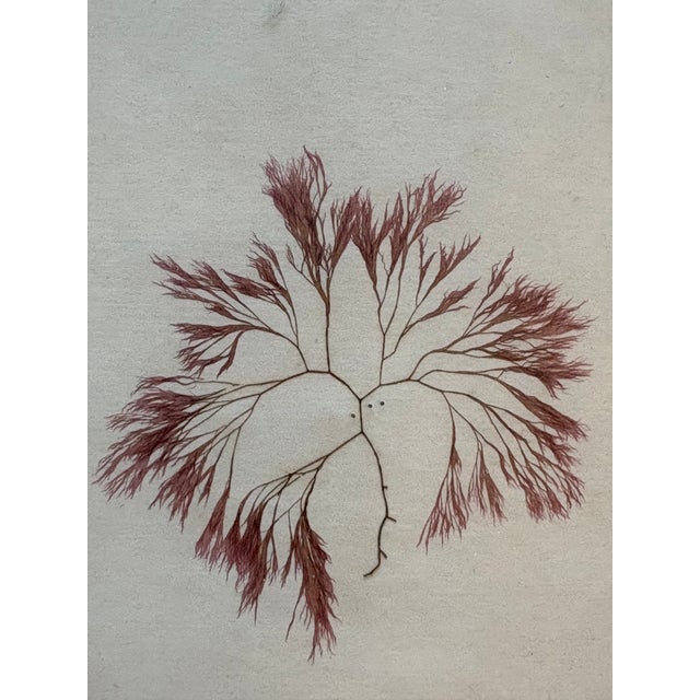 Striking yet fragile red algae herbarium, made by hand in Maine in the late 1800s, in a vintage fabric double-matted...