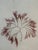 Striking yet fragile red algae herbarium, made by hand in Maine in the late 1800s, in a vintage fabric double-matted...