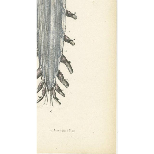 Hirschfeld and Leveille, Spinal Nerve Roots Along the Whole Cord, Hirschfeld Double Folding Plate, 1866, Paper For Sale - Image 9 of 12