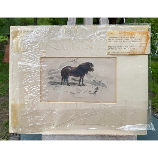 Paper Rare 1840s Wild Sheland Pony 'Poney" Hand Colored Etching Sir William Jardine For Sale - Image 7 of 9