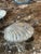 Vintage Silver & Glass Shell Caviar Dish Set - 7 pcs For Sale - Image 9 of 18