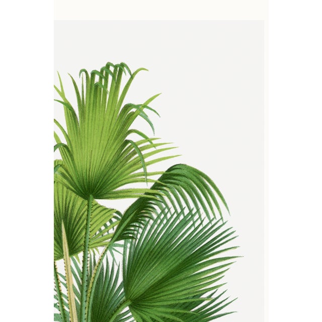 Green Fan Palm Botanical Study, Vintage Art Print Reproduction, 40" X 60" For Sale - Image 8 of 10