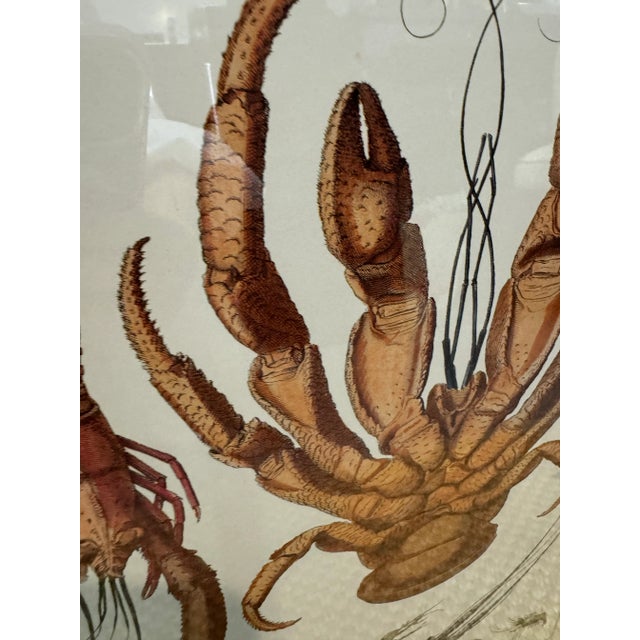 1970s Lobster Vintage Print For Sale - Image 5 of 6