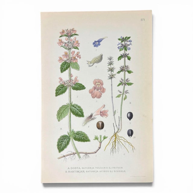 1900 - 1909 Set of 8 Antique Botanical Prints | Pink & Green Wildflower Studies For Sale - Image 5 of 10