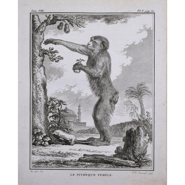 18th Century Original French Monkey Engraving by Buffon 1789 For Sale - Image 4 of 8