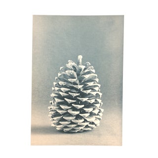 Cyanotype Still Life Photo by Garo For Sale
