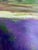 Wood Framed French Provincial Lavender Landscape For Sale - Image 7 of 18