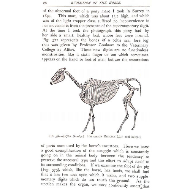 White "Points of the Horse" 1897 Hayes, Capt M. Horace For Sale - Image 8 of 9
