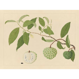 Golden Tropic Botanicals, Giclée Print #17 Reproduction For Sale