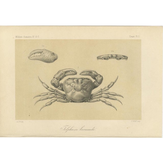 Paper Lacrauds Freshwater Crab, Sumatra, 1887, Paper For Sale - Image 7 of 11