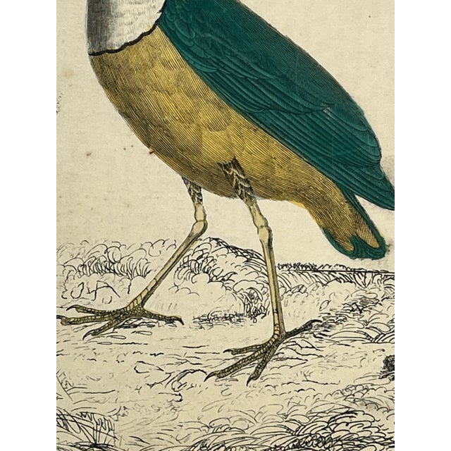 Antique Hand Colored Bird Print From England Featuring a Macklot’s Breve & Giant Breve Birds - Circa 1870 For Sale - Image 9 of 12