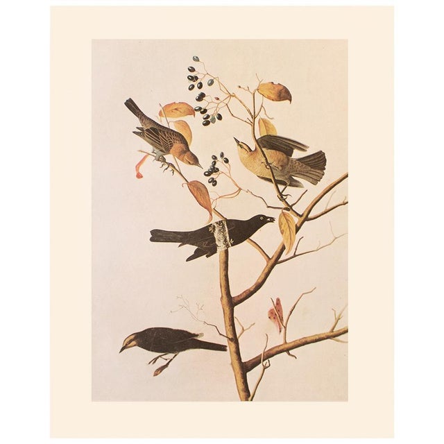 Paper 1966 Vintage Cottage Print "Rusty Grakle & Blackbird" After John James Audubon For Sale - Image 7 of 7