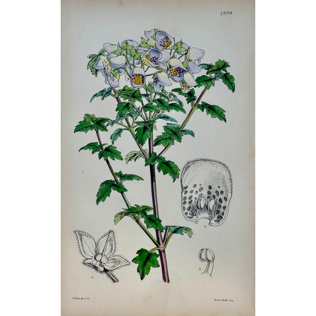 Illustration Original Botanical Engravings by William Curtis, 1816 (Set of 4) For Sale - Image 3 of 6