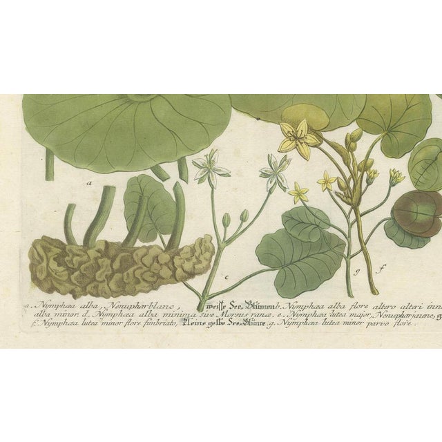 Water Lilies and Pond Plants, 1748, Print For Sale - Image 4 of 8