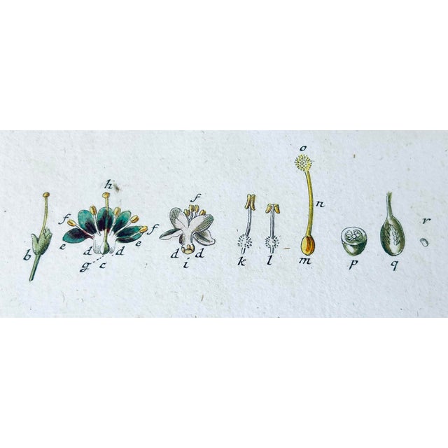Illustration 19th C. Hand Colored Engraving Botanical For Sale - Image 3 of 11