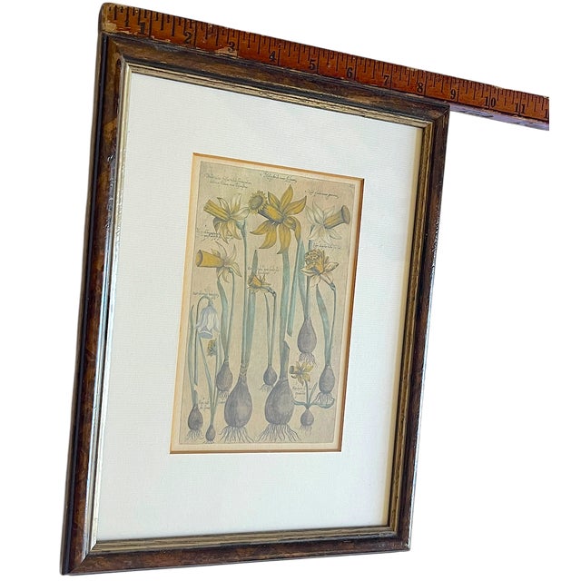 Antique Dutch Botanical Engravings Reproduction, Framed in Antwerp – Set of 3 For Sale - Image 11 of 11