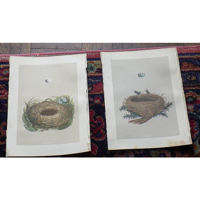Realism Antique 19th Century Hand Colored Bird Nest & Egg Lithographs - Set of 12 For Sale - Image 3 of 9