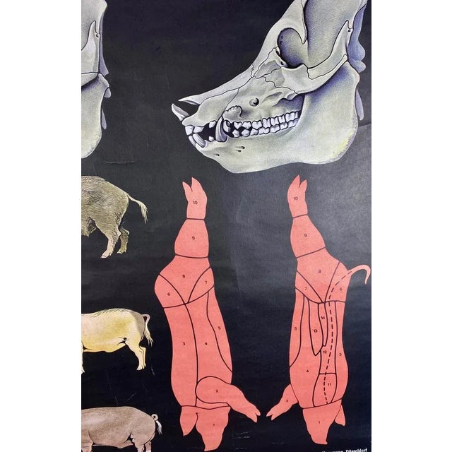 1960s Jabali and Pork Poster, 1968 For Sale - Image 5 of 12