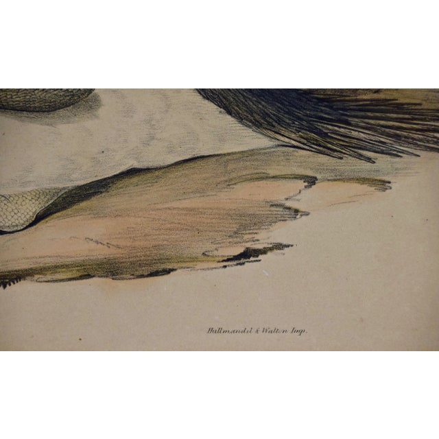 Printmaking Materials Three Gould Hand-Colored Lithographs From Birds of Australia and New Zealand, 1840-1848 For Sale - Image 7 of 12