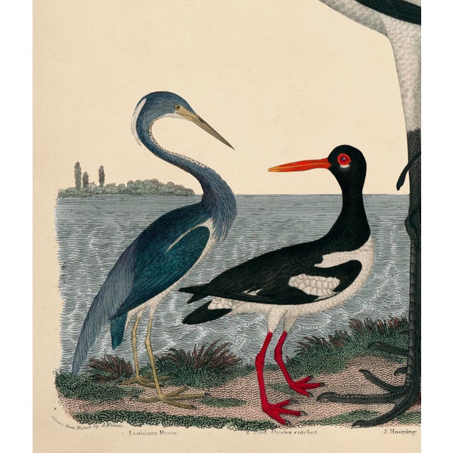 White Alexander Wilson Whooping Crane and Shore Birds Print For Sale - Image 8 of 8