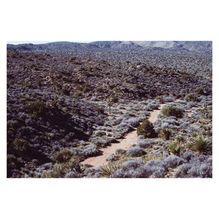 Joshua Tree Photograph No. 11 For Sale