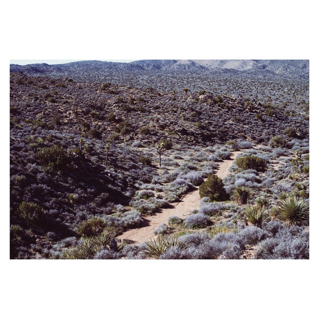 Joshua Tree Photograph No. 11 For Sale