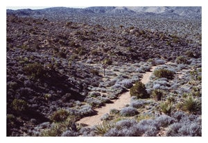 Joshua Tree Photograph No. 11