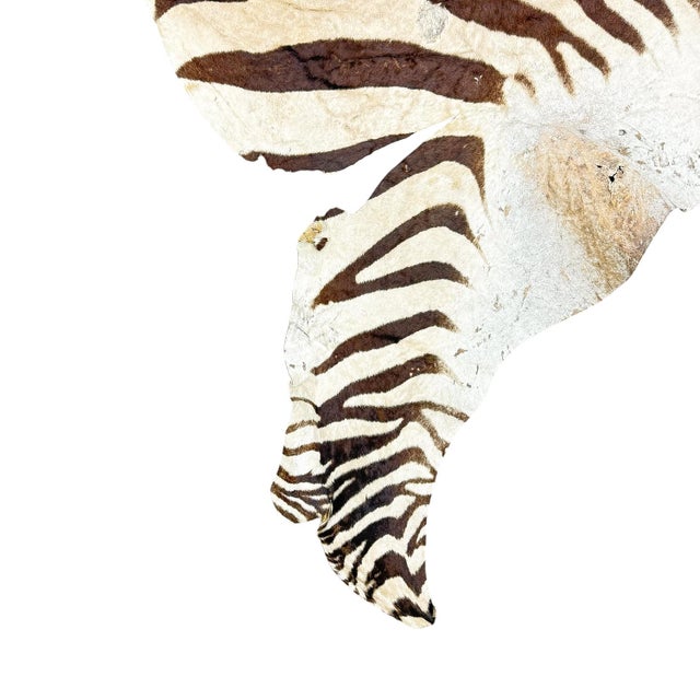 Vintage Zebra Hide Rug, 1950s For Sale - Image 3 of 8