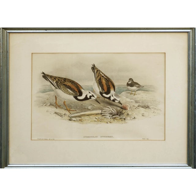 Paint John Gould Turnstone "Strepsilas Interpres" Naturalistic Lithograph circa 1840-1869 For Sale - Image 7 of 7
