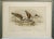 Paint John Gould Turnstone "Strepsilas Interpres" Naturalistic Lithograph circa 1840-1869 For Sale - Image 7 of 7