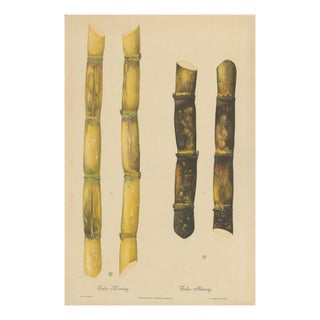 Sugarcane, 1892, Paper For Sale