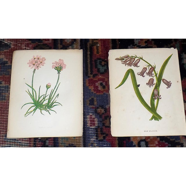 Realism Authentic Antique 19th Century Anne Pratt Botanical Chromolithographs - Set of 12 For Sale - Image 3 of 10