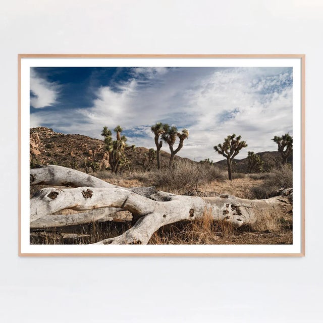 Contemporary Joshua Tree Landscape Limited Edition Photograph by Mark Frohman 48" X 32" For Sale - Image 3 of 4