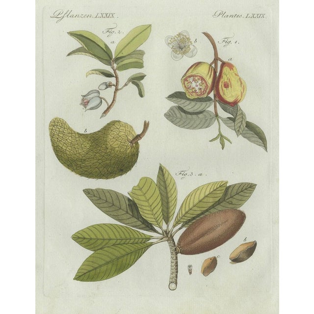Bertuch, Tropical Fruits, 1800, Engraving For Sale - Image 4 of 9