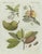 Bertuch, Tropical Fruits, 1800, Engraving For Sale - Image 4 of 9