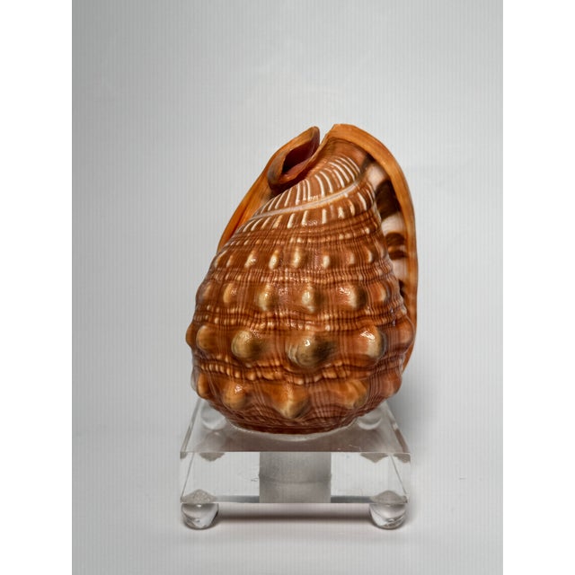 Vintage Coastal Red Helmet Shell With Lucite Stand, Peach, Apricot & Cream For Sale In Houston - Image 6 of 11