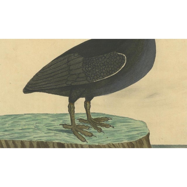 E. Albin, Bald Coot, 1730 For Sale - Image 9 of 10
